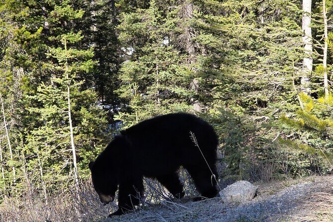 Shuttle Service between Canmore, Banff, Moraine Lake, Lake Louise - FAQ