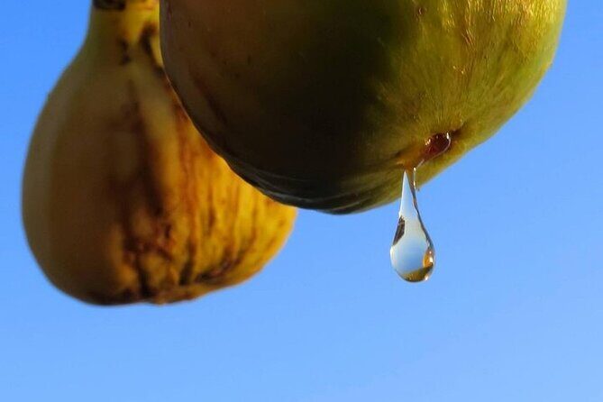 Sibenik Tour from Zadar - FAQ