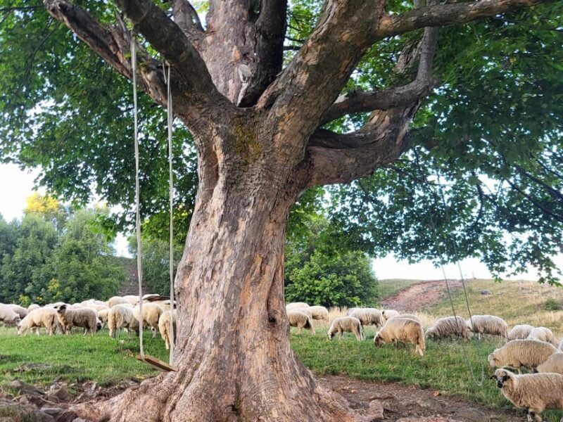 Sibiu: Cindrel Mountains Hike with Traditional Brunch - Key Points