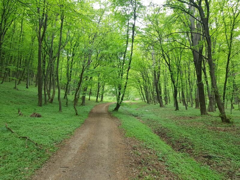 Sibiu panorama by evening, tour of Gusterita Hill - Is It Worth the Price?