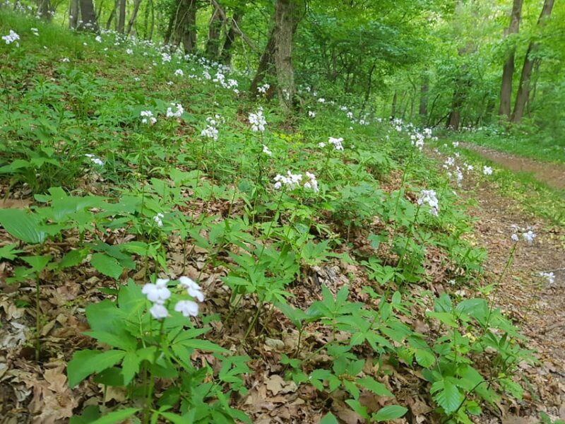 Sibiu panorama by evening, tour of Gusterita Hill - What to Expect on the Walk