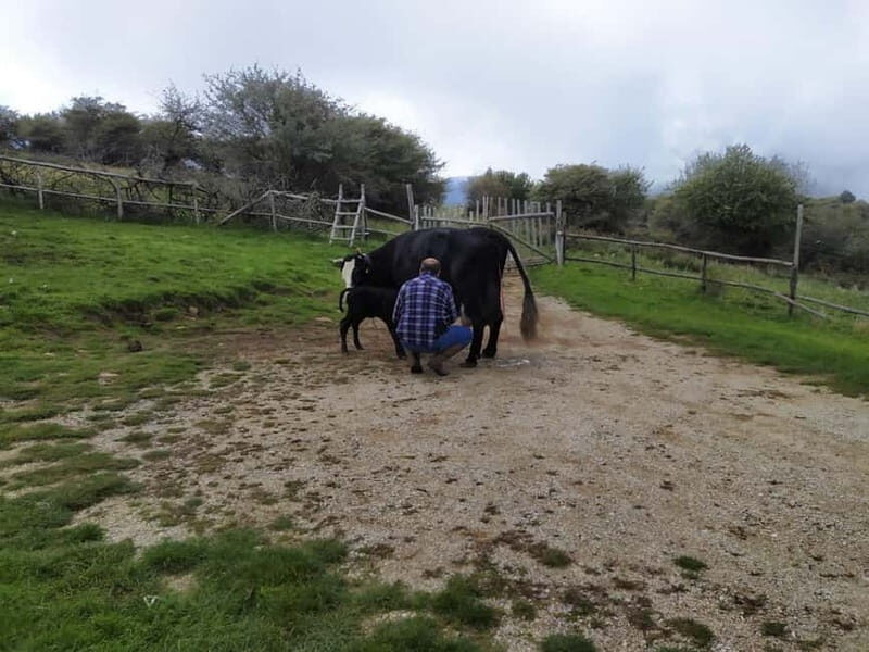 SICILIAN VILLAGES & RICOTTA PARTY departure from Cefalù area - Key Points