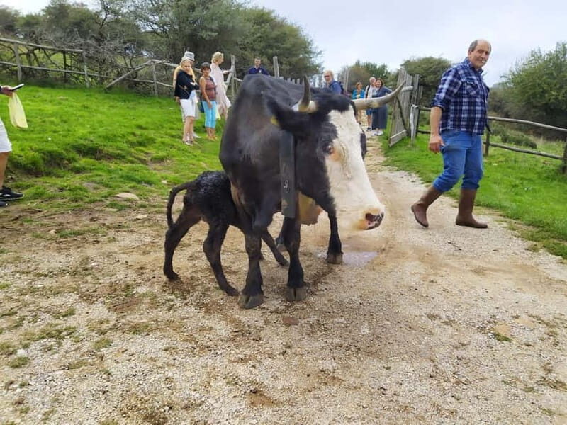 SICILIAN VILLAGES & RICOTTA PARTY departure from Cefalù area - An In-Depth Look at the Sicilian Villages & Ricotta Party Tour