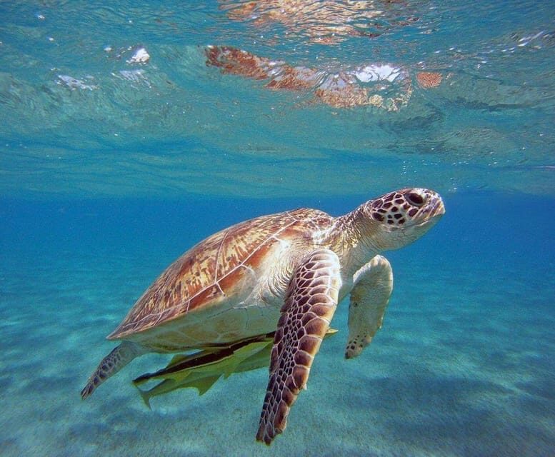 Side: Alanya Boat Tour to the Cleopatra Beach & Hidden Bays - Exploring the Alanya Coast in Style