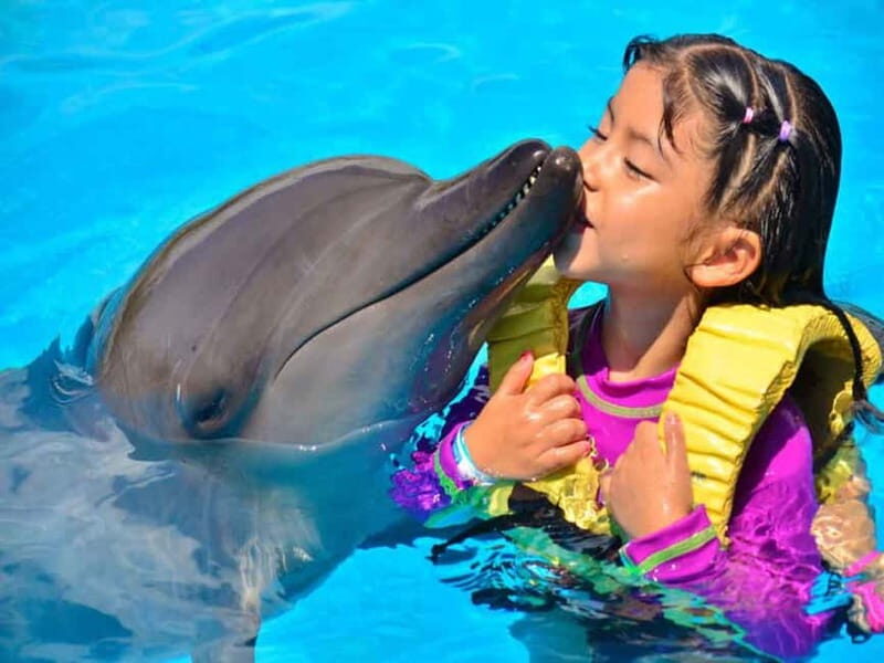 Side/Alanya: Swimming with Dolphins and Dolphin Show - Key Points