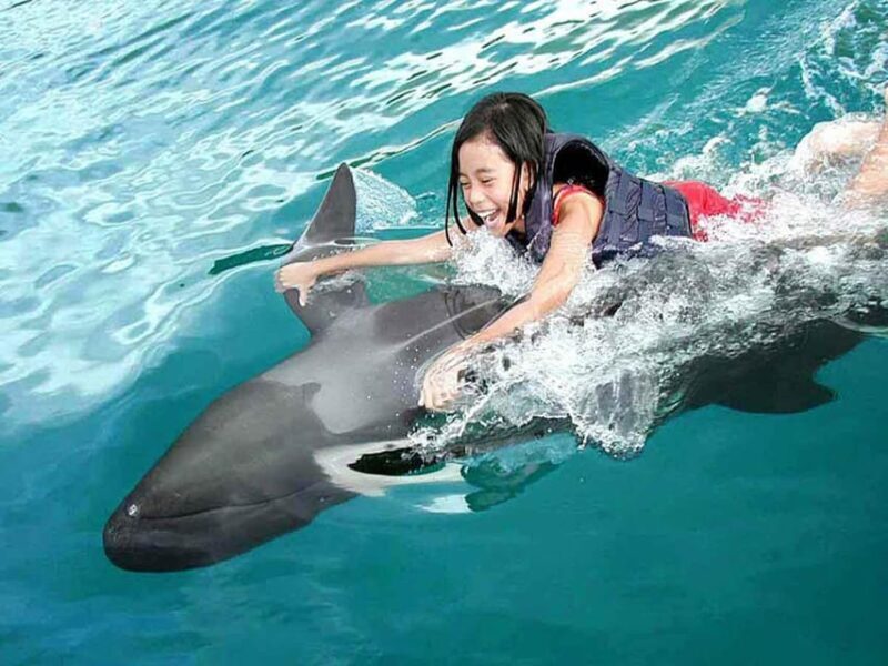 Side/Alanya: Swimming with Dolphins and Dolphin Show - Final Words