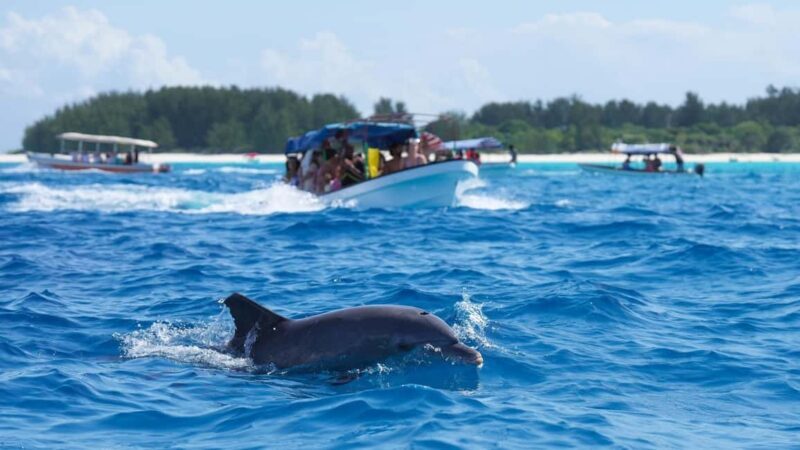 Side Dolphin Island Boat Trip with Lunch & Swim Stops - First Impressions: What You’re Signing Up For