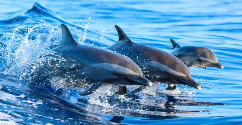 Side: Dolphin Island Boat Trip with Lunch & Unlimited Drinks - What to Expect from the Trip