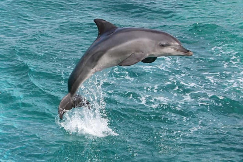 Side: Dolphins Island Cruise with Swimming Stops and Lunch - Scenic Stops and Swimming Breaks