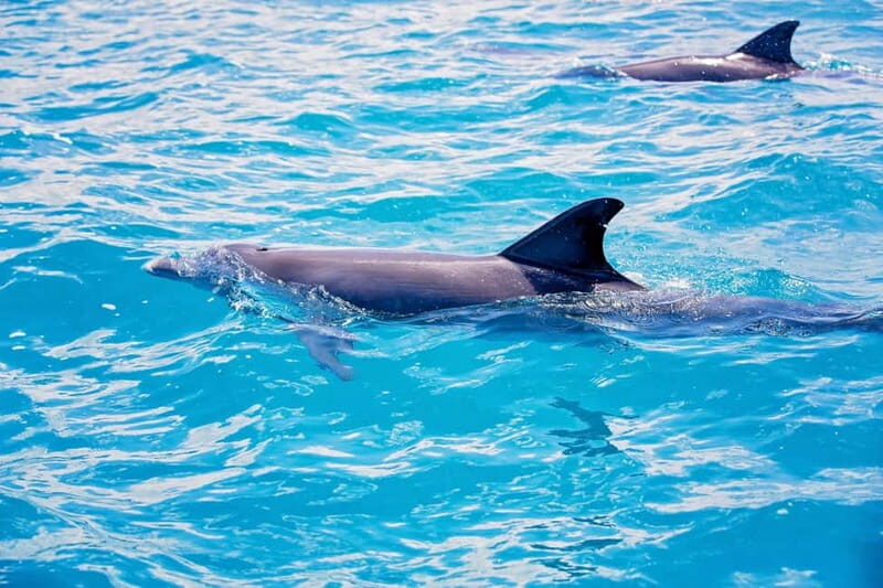 Side: Dolphins Island Cruise with Swimming Stops and Lunch - Downsides to Watch Out For