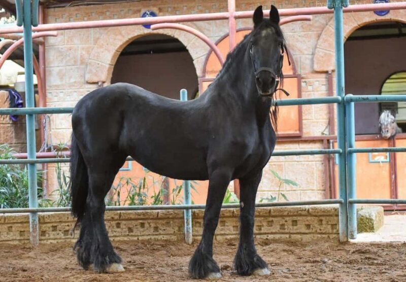 Side: Horse Safari and Family Activity Park Entry - Final Words: Is It Worth It?