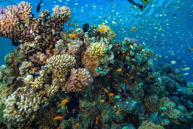 "Side: Scuba Diving in the Fascinating Underwater Museum" - The Experience Duration and Group Size