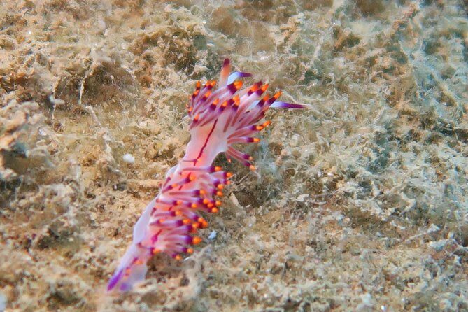 Side: Scuba Diving Under Water Museum - Practicalities and Considerations