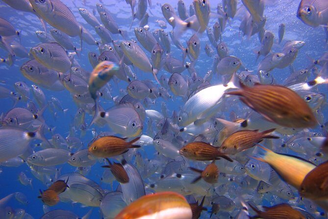 Side: Scuba Diving Under Water Museum - Real Traveler Insights