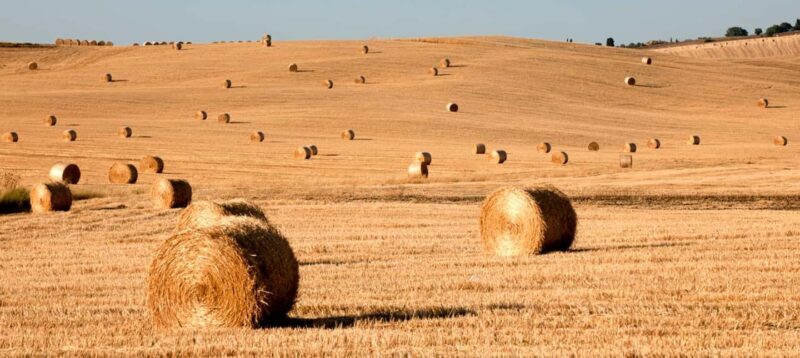 Siena: Guided visit of the city in German - Practicalities and What to Expect
