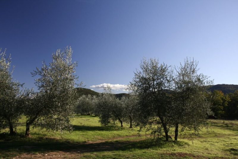 Siena: Half-day Guided Hike to Monteriggioni - Key Points