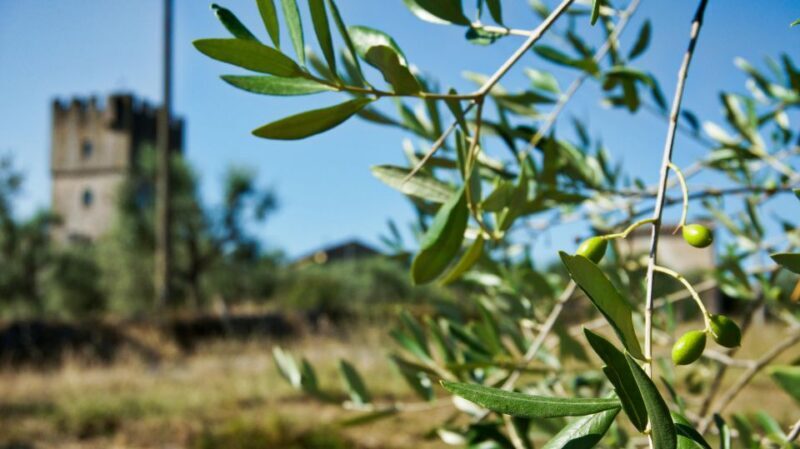 Siena: Half-day Guided Hike to Monteriggioni - Who Should Consider This Tour?