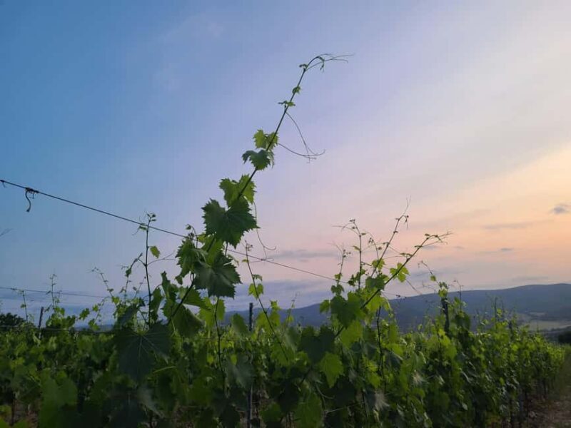 Siena: Podere Arizzi Winery Tour and Tasting - Who Should Consider This Tour?