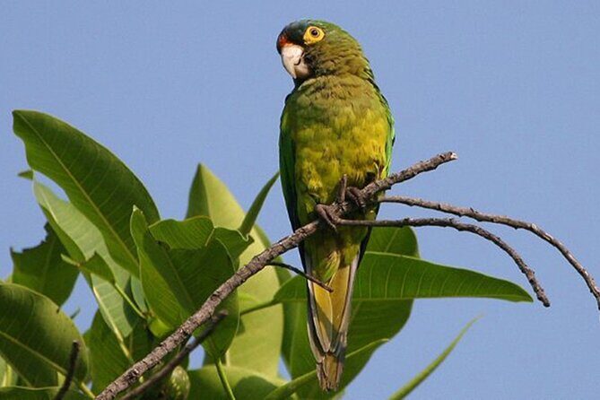 SIerra Madre Highland bird and Tuito - Starting the Day: Ecotours Vallarta