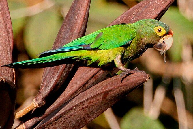 SIerra Madre Highland bird and Tuito - The Main Highlights: Los Arcos, Las Juntas y Los Veranos, and the Sanctuary