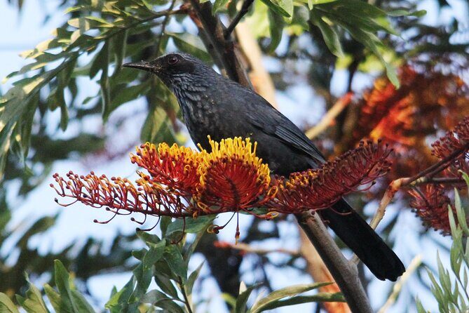 SIerra Madre Highland bird and Tuito - What Makes This Tour Stand Out?