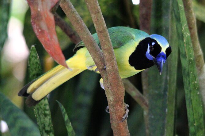 SIerra Madre Highland bird and Tuito - What About the Cost and Value?