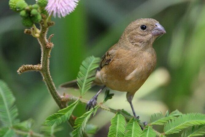 SIerra Madre Highland bird and Tuito - Practical Details and Considerations