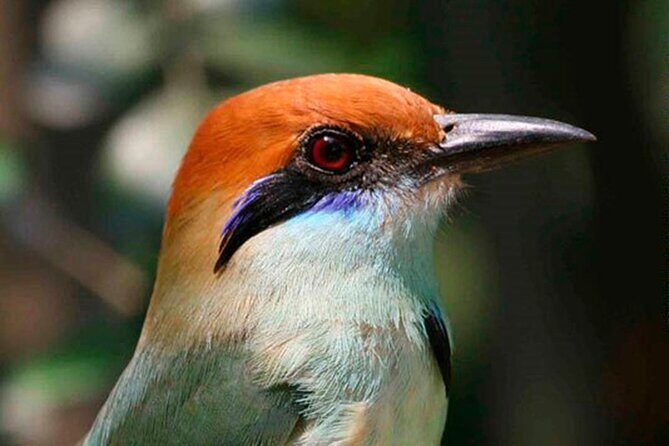 SIerra Madre Highland bird and Tuito - Authentic Experiences & Reviews