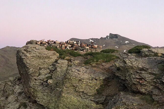 Sierra Nevada Safari 7 hours tour from Granada - The Itinerary: What to Expect