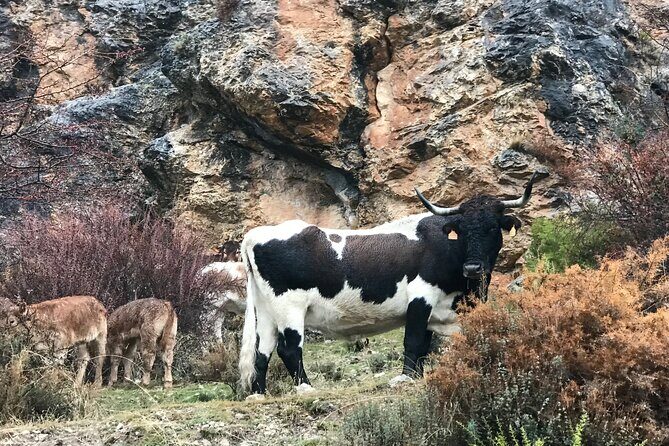 Sierra Nevada Safari 7 hours tour from Granada - FAQs