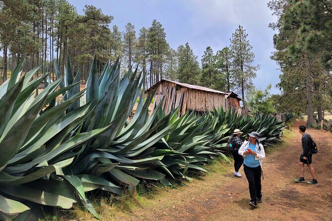 Sierra Norte Hike and Indigenous Village Full-Day Adventure - Who Would Love This Tour?