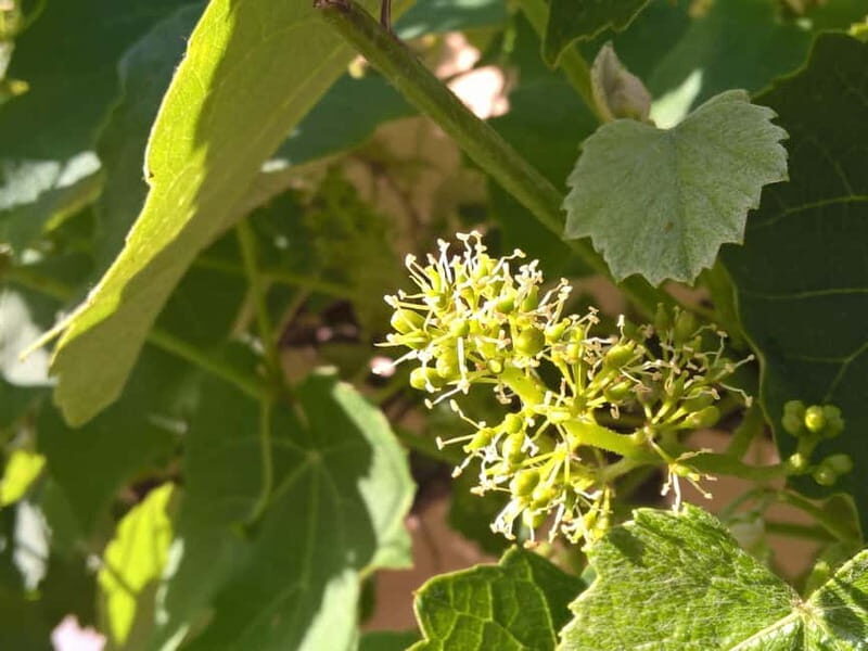 Sighisoara & wine tasting (from Cluj) - What to Expect from the Tour