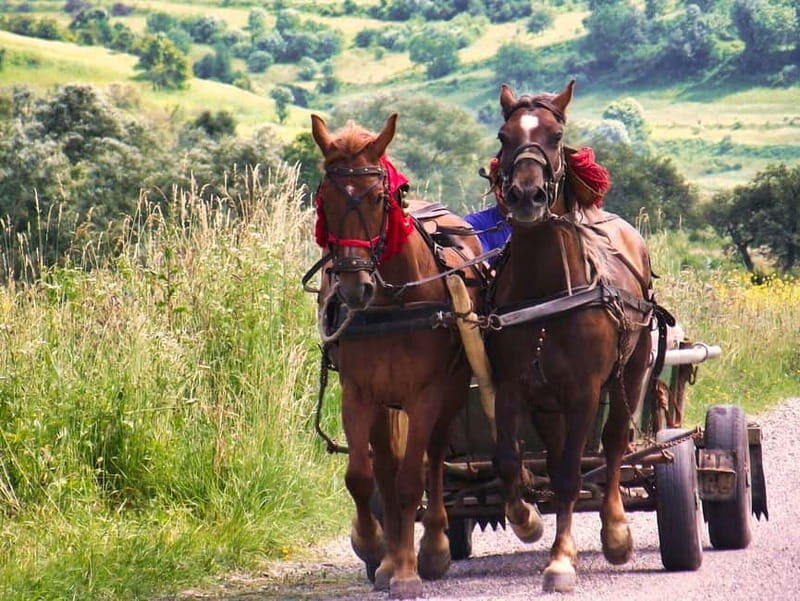 Sighisoara & wine tasting (from Cluj) - Final Thoughts