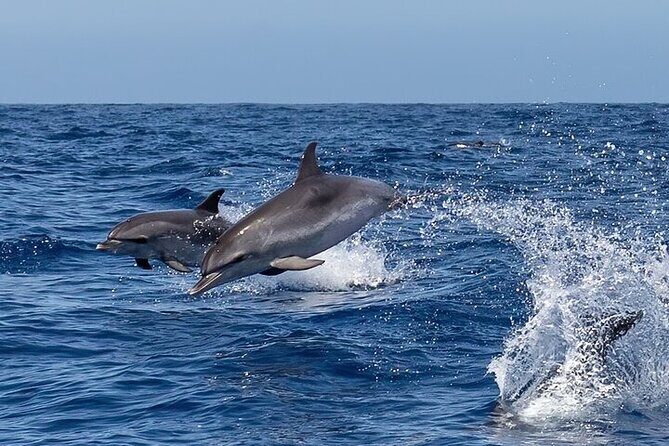 Sighting DE Marine Mammals and Snorkeling - Key Points