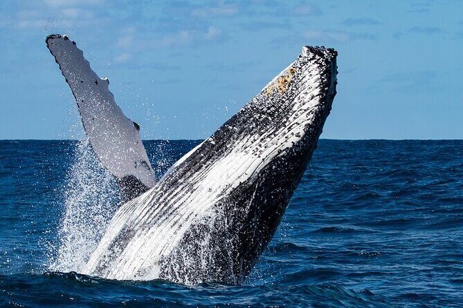 Sighting DE Marine Mammals and Snorkeling - An In-Depth Look at the Tour