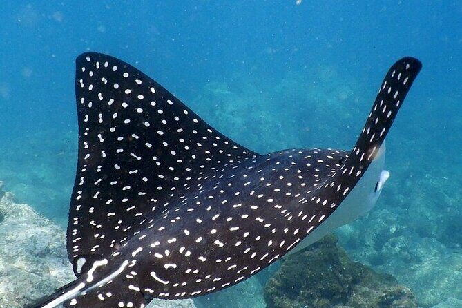 Sighting DE Marine Mammals and Snorkeling - FAQs