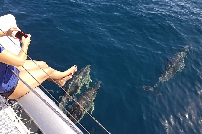 Sighting Dolphin Trip Estepona, Marbella - The Weather Factor and Dolphin Sightings