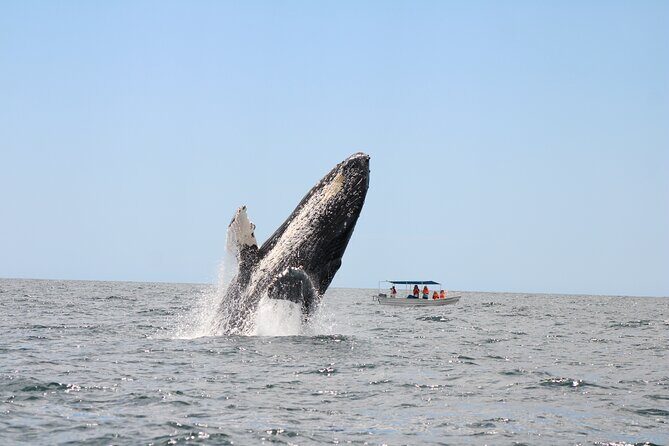 Sighting whale tour in Los Cabos - Final Thoughts