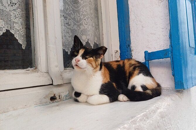 Sightseeing like a Mykonian(Small Group or Private) - A Real Drawback Worth Considering