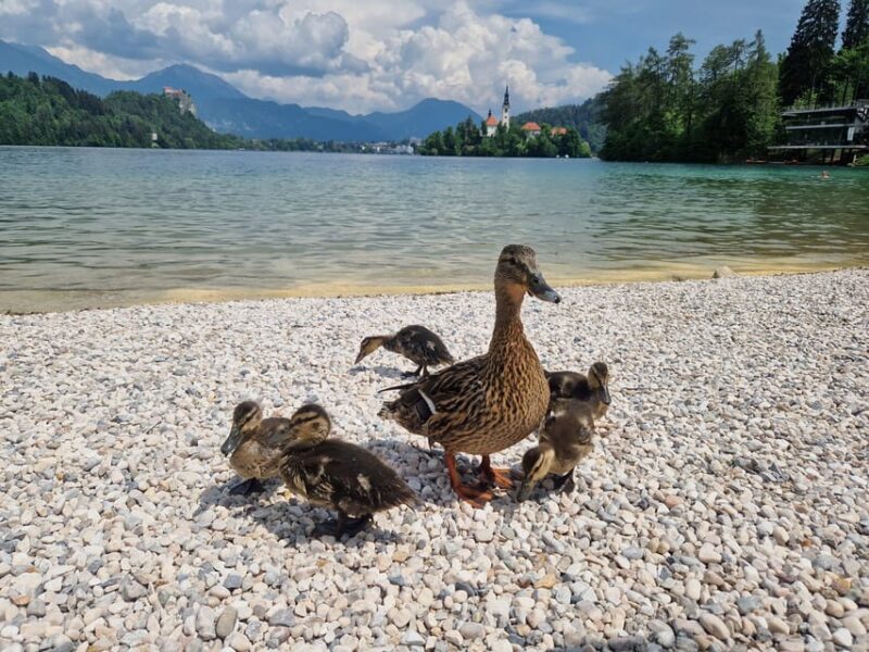 Sigismundi Luxury Adventures Breathtaking Bled All Inclusive - FAQ