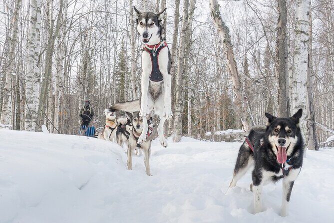 Signature Ridge Top Mush - Who Should Consider This Tour?