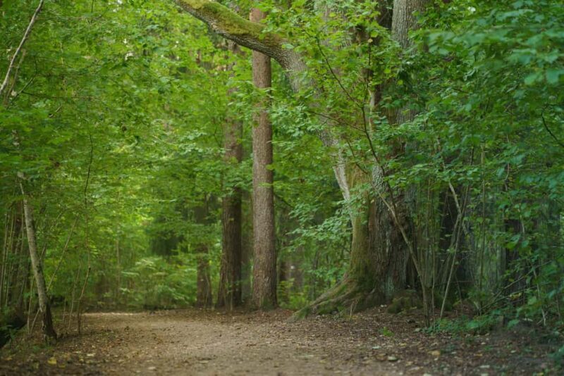 Sigulda: Walk in Gauja National Park with Photoghrapher - Key Points