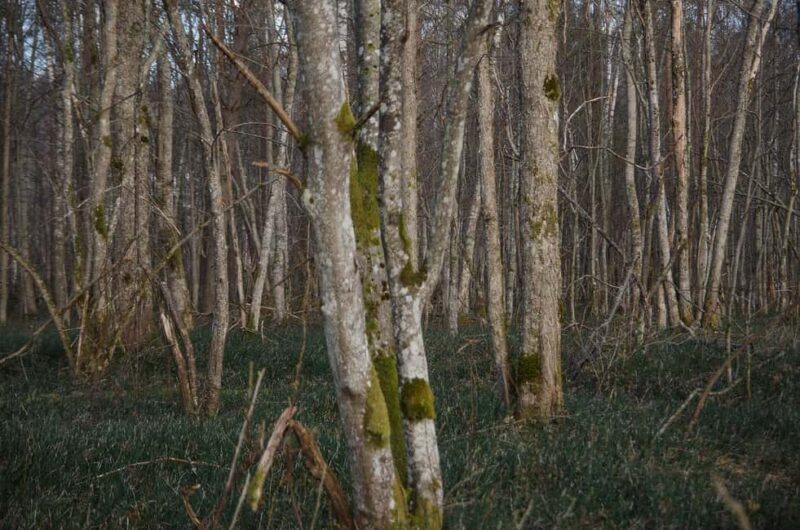 Sigulda: Walk in Gauja National Park with Photoghrapher - Who Will Love This Tour?