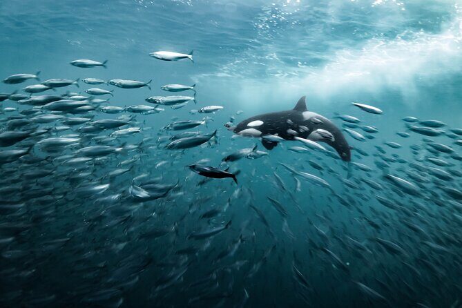 Silent Whale Watching - Food & Amenities