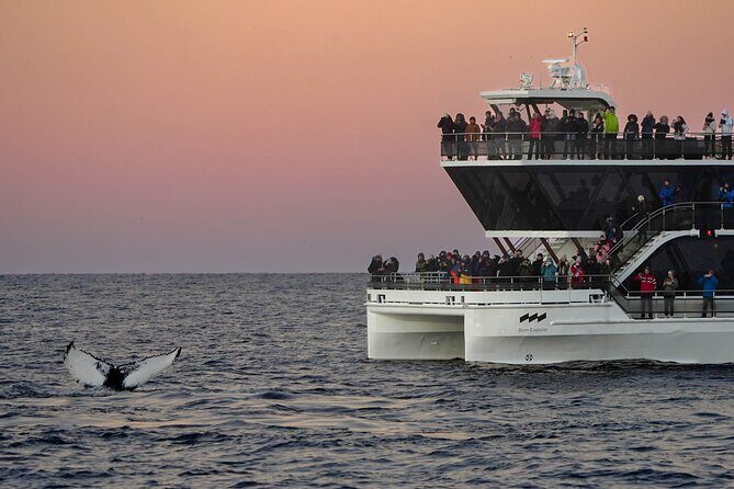 Silent Whale Watching - Who Is This Tour Perfect For?