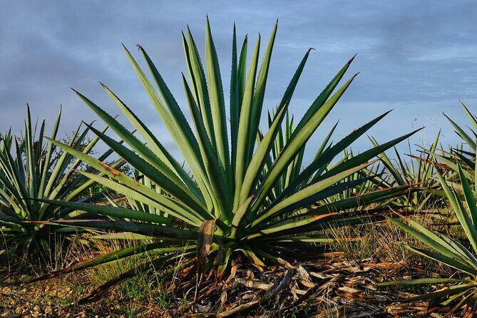 Silkworm and Maguey in the Sierra Norte - The Sum Up
