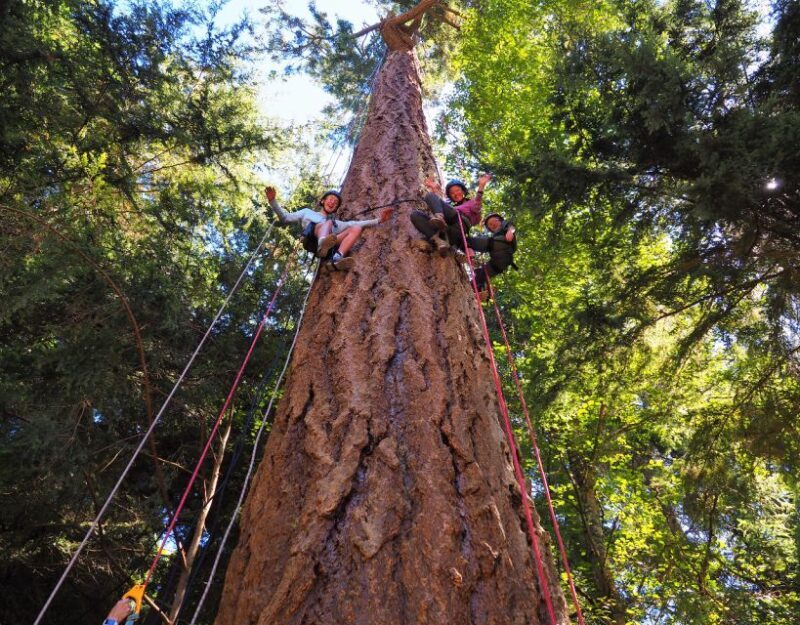 Silver Falls: Old-Growth Tree Climbing Adventure - Key Points