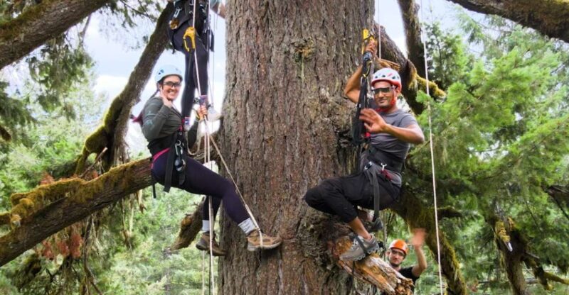 Silver Falls: Old-Growth Tree Climbing Adventure - What Is the Silver Falls Tree Climbing Adventure Really Like?