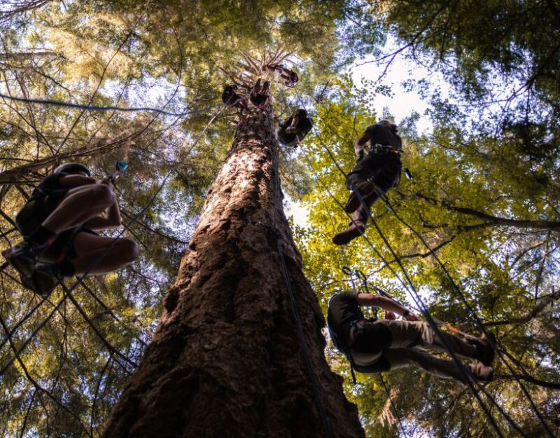Silver Falls: Old-Growth Tree Climbing Adventure - Who Will Love This Experience?