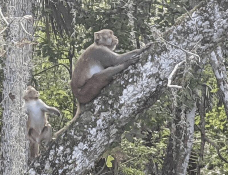 Silver Springs: Guided Clear Kayak or Paddleboard Gator Tour - Is It Worth the Price?